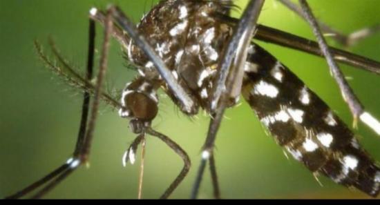 Dengue Cases Exceed 89,000; Death Toll Reaches 64
